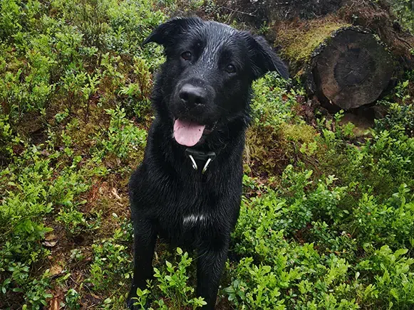 Musta koira metsassa